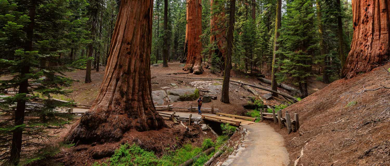 在红杉国家公园的巨型红杉树上的公园游客凝视雷竞技app下载链接