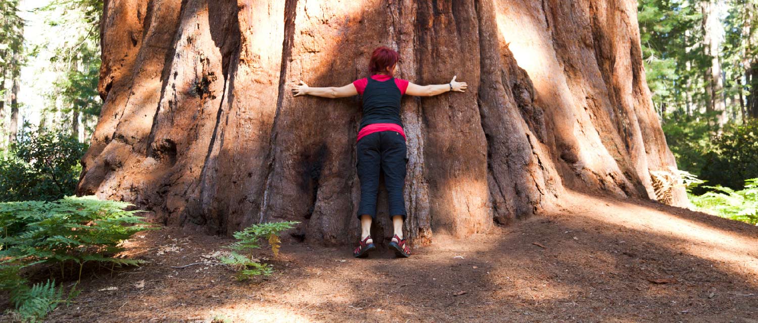 公园游客拥抱一棵巨大的红杉树雷竞技app下载链接